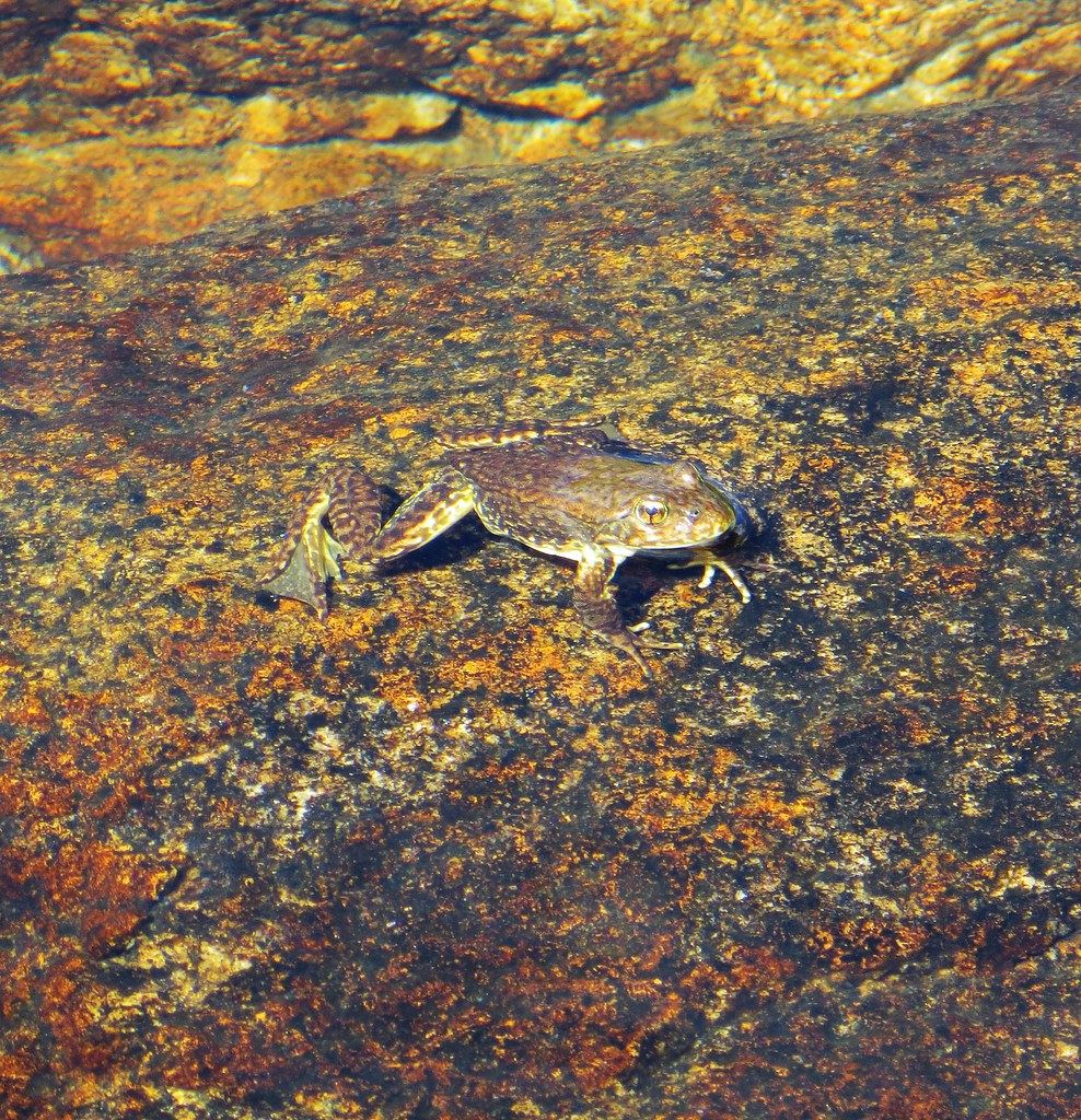 Sierra Nevada Yellow-Legged Frog