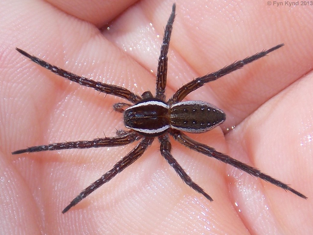 Six-Spotted Fishing Spider