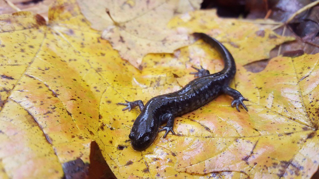 Small-mouthed Salamander