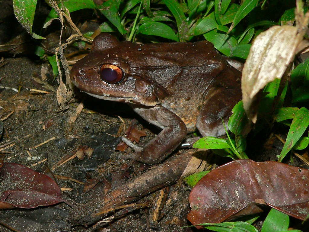 Smoky Jungle Frog