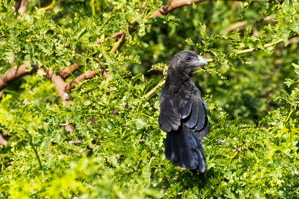 Smooth-billed Ani