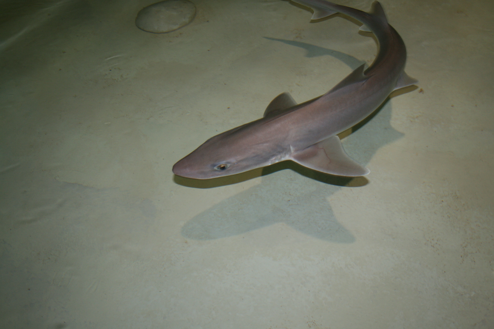 smooth dogfish (Mustelus canis)