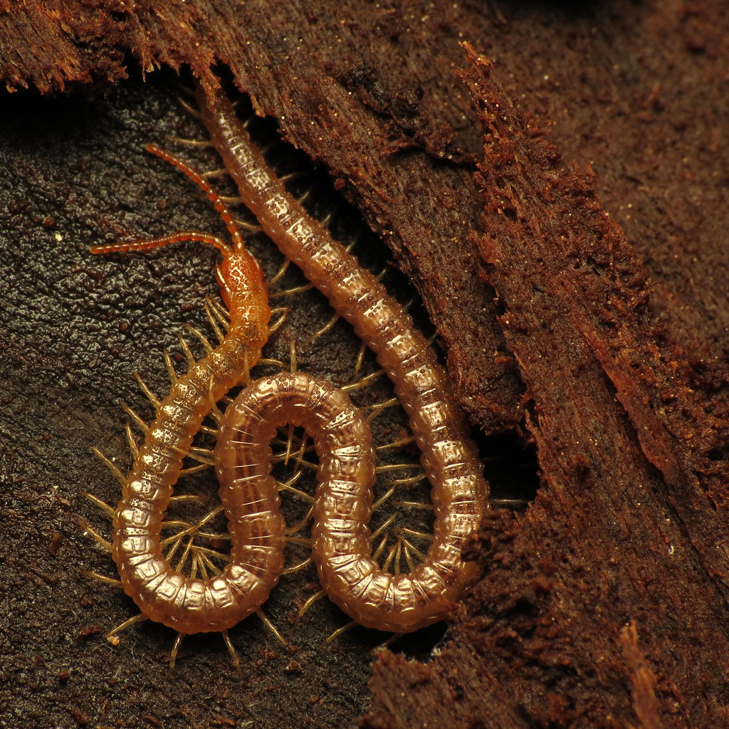 Soil Centipedes