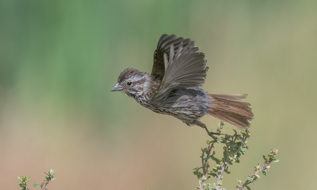 Song Sparrow