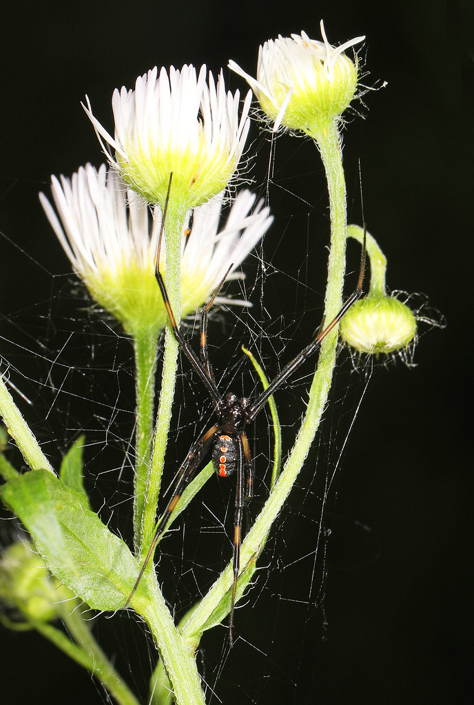 Southern Black Widow (Latrodectus mactans)