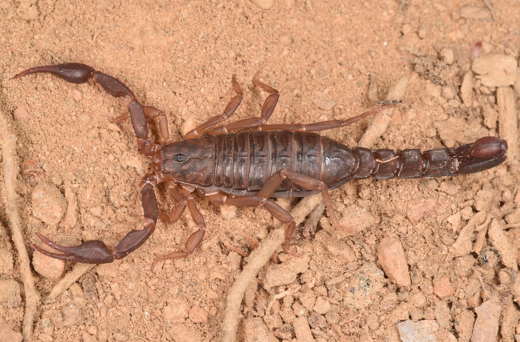 Southern Devil Scorpion