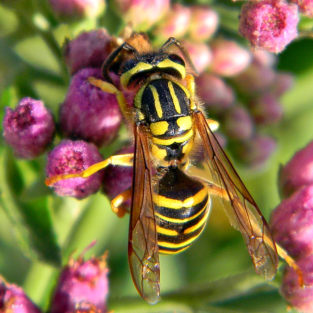 Southern Yellowjackets