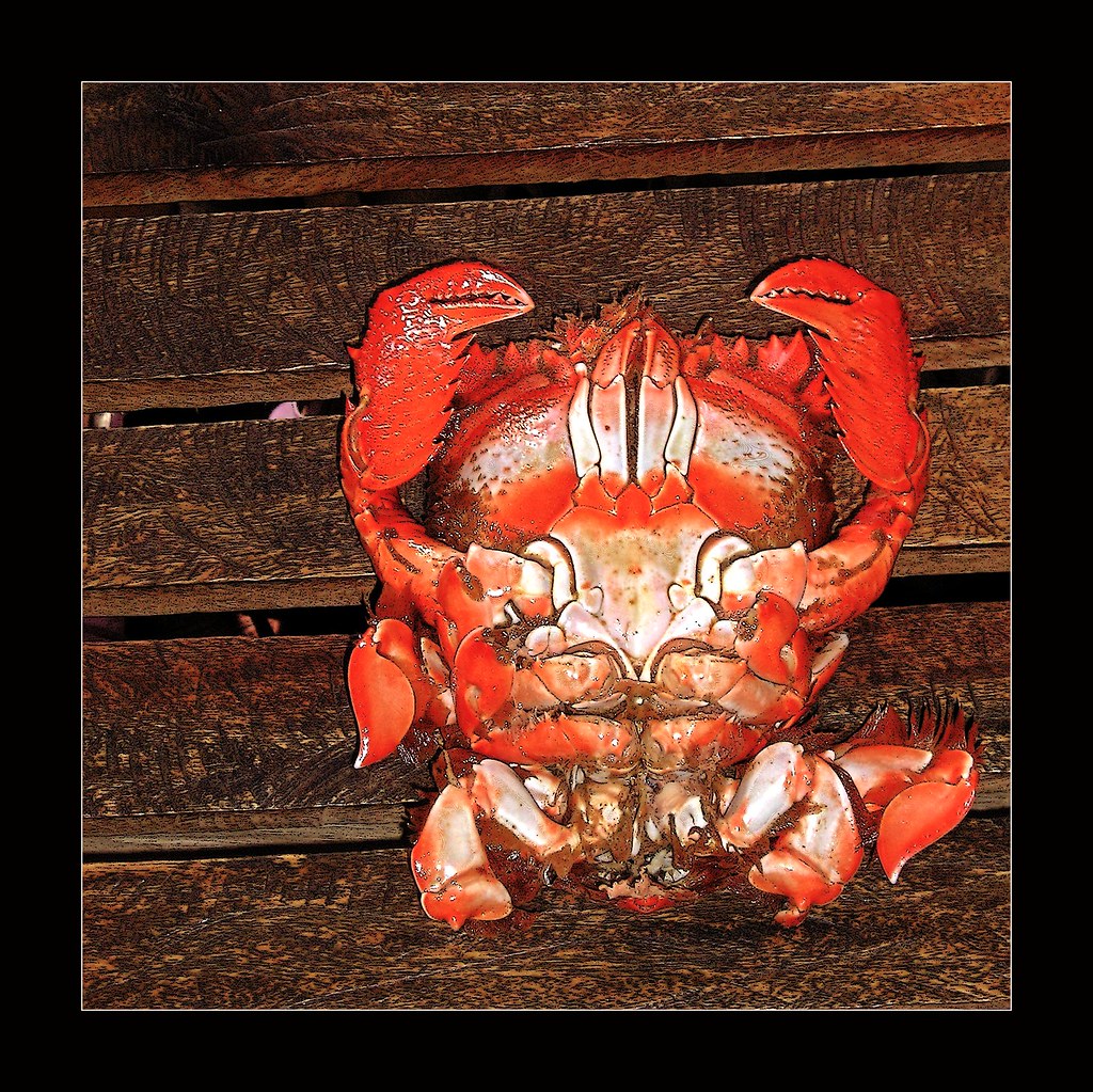 Spanner Crab
