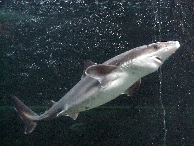 Spiny dogfish shark (Squalus acanthias)