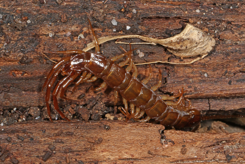 Stone Centipedes