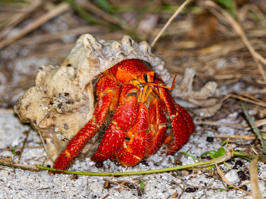 Strawberry Hermit Crab