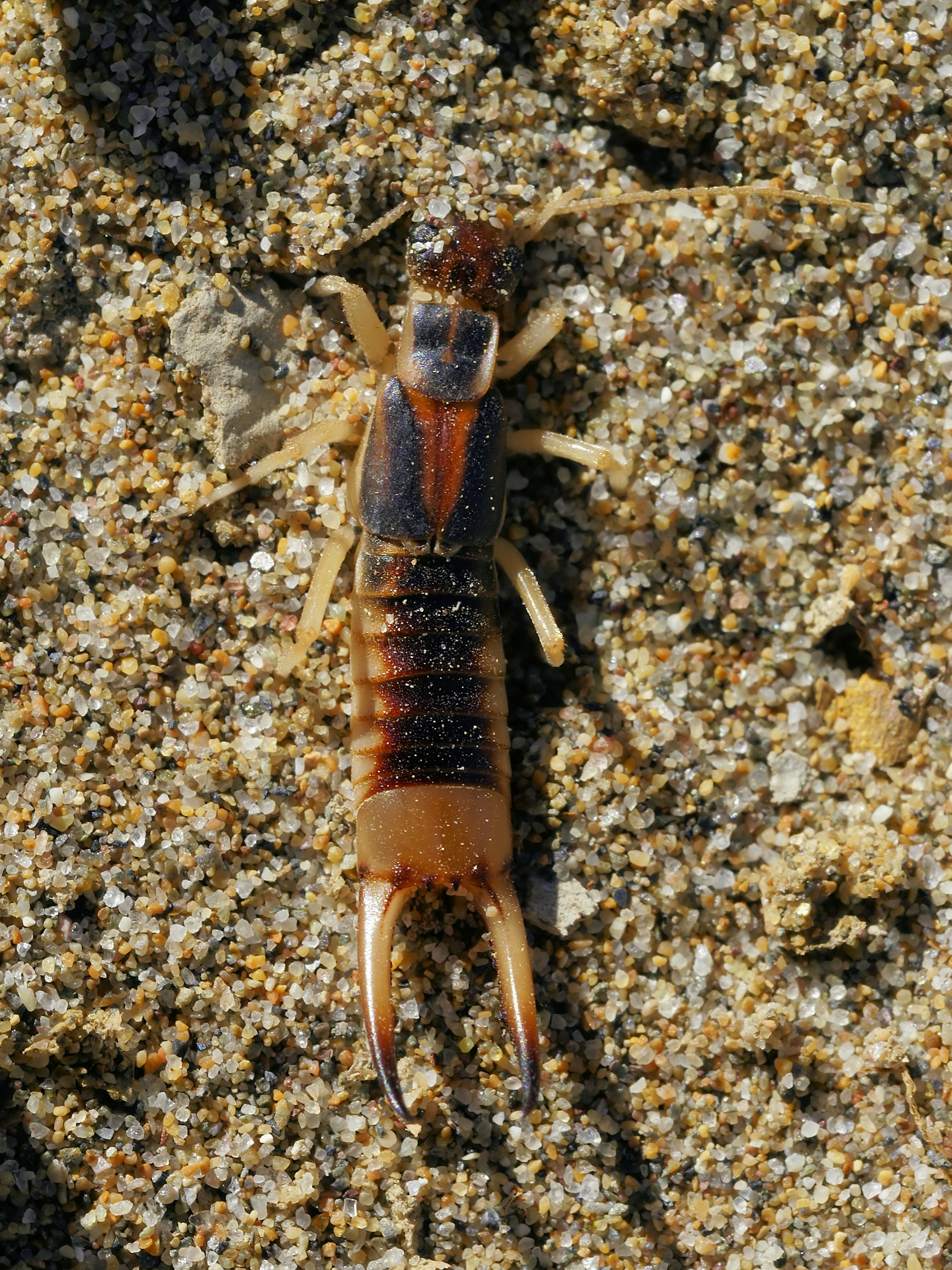 striped earwig (Labidura riparia)