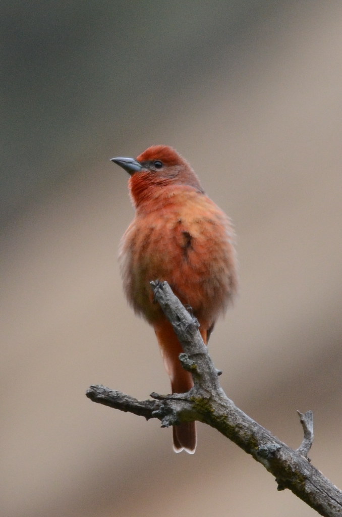 Summer Tanager (Piranga rubra)