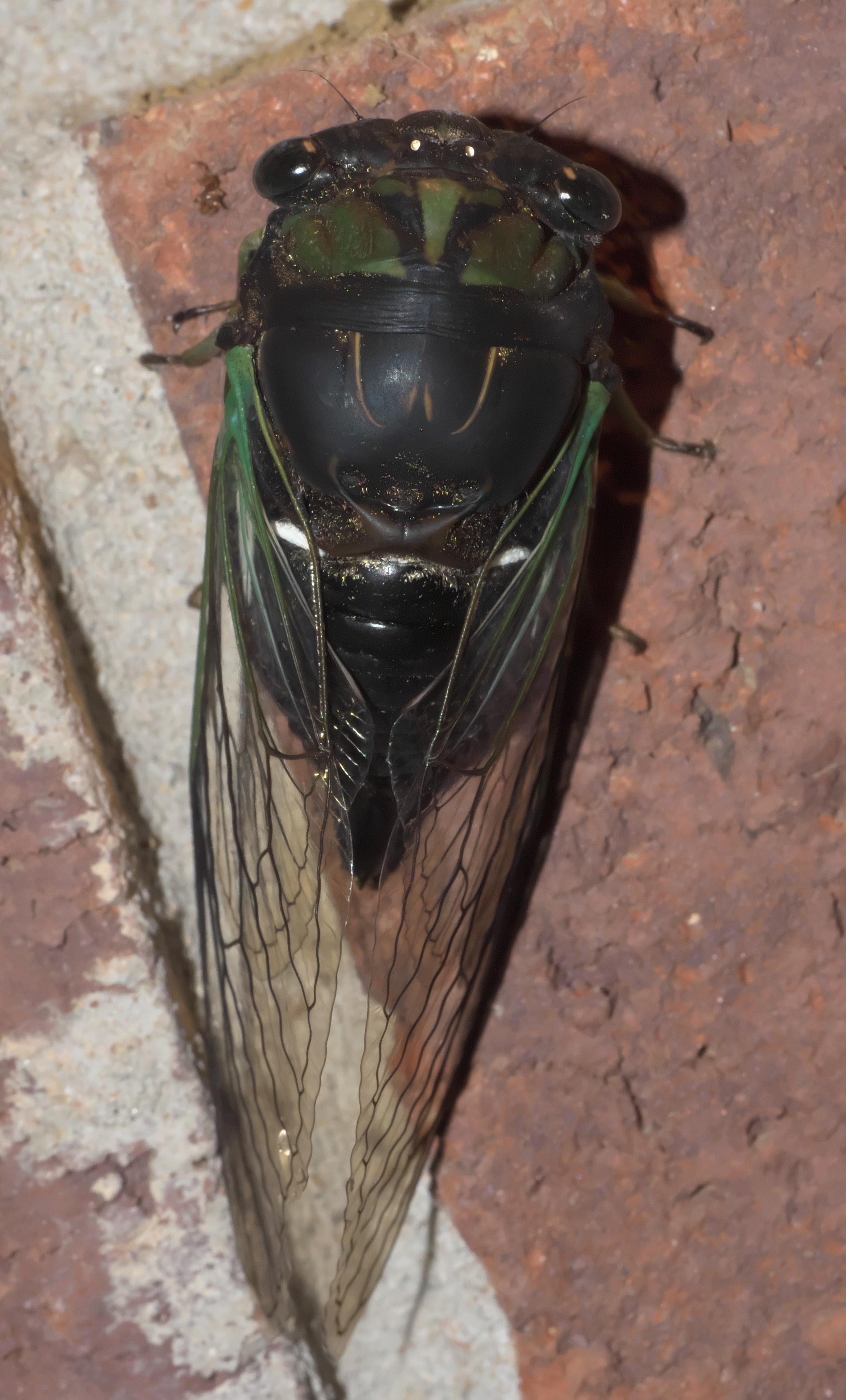swamp cicada (Neotibicen tibicen tibicen)