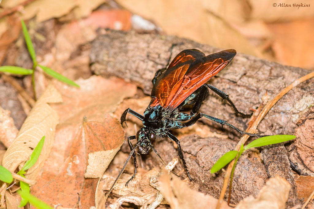 Tarantula Hawk Wasps
