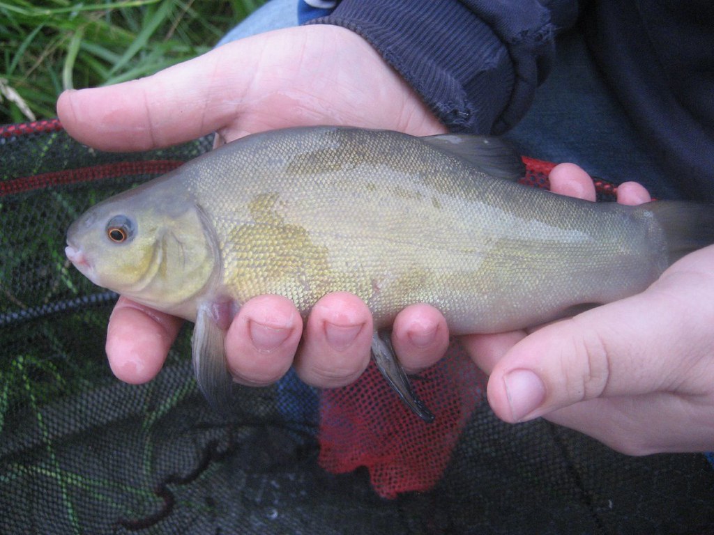 Tench