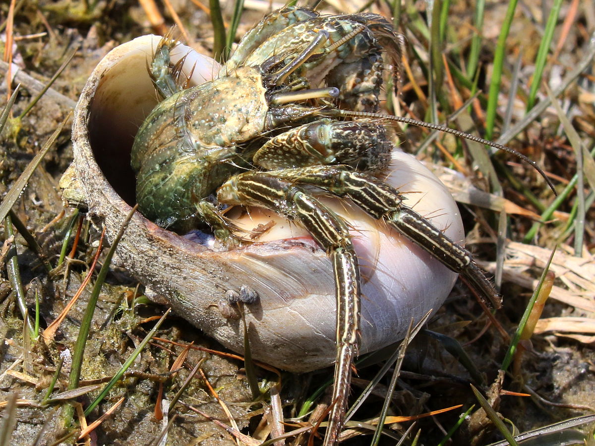 thinstripe hermit crab (Clibanarius vittatus)