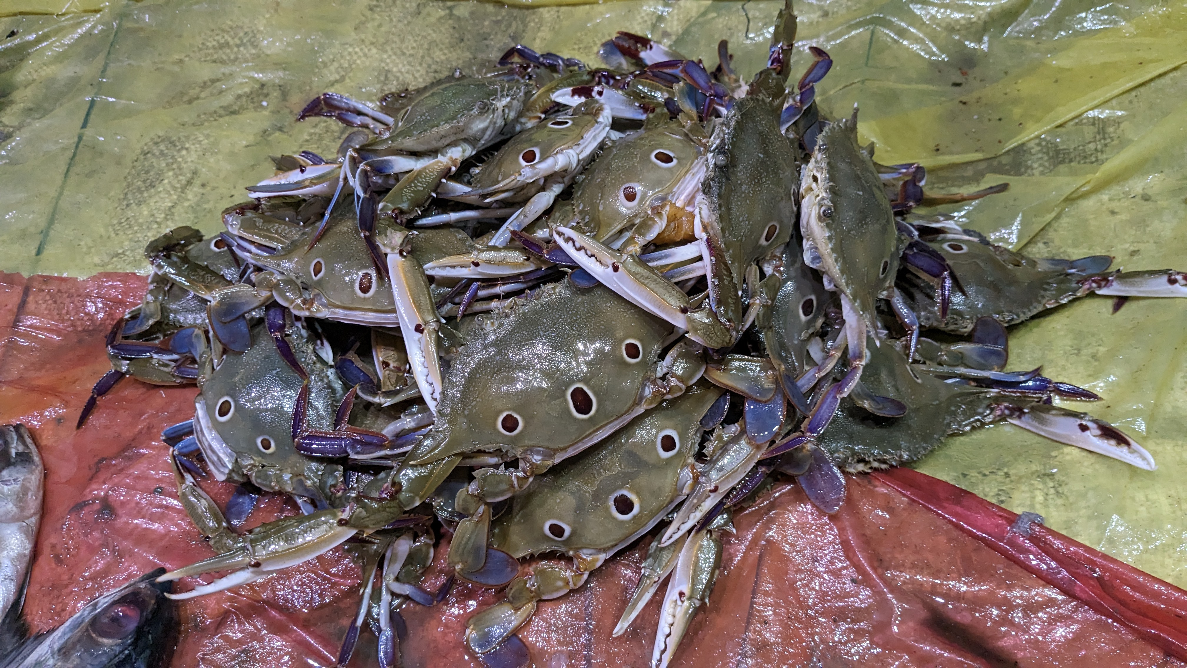 Three-Spot Swimming Crab