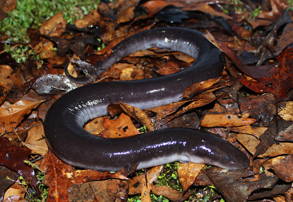Three-toed Amphiuma
