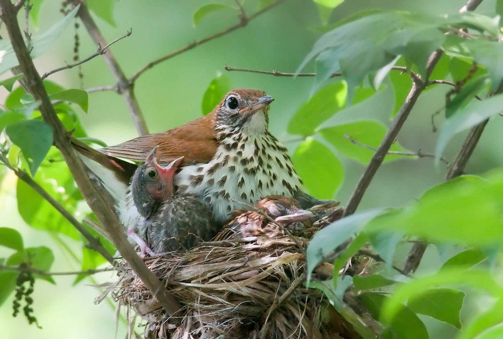 Thrushes