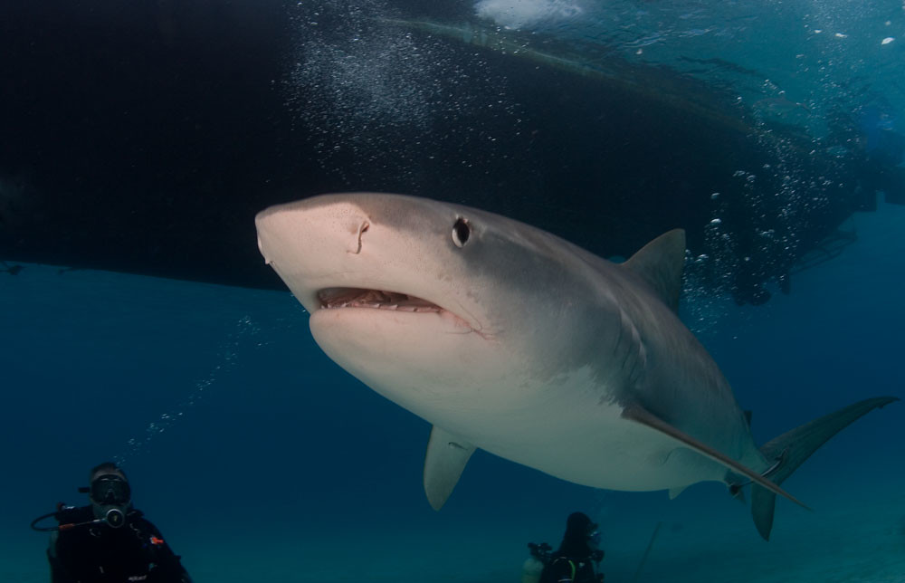 Tiger Shark