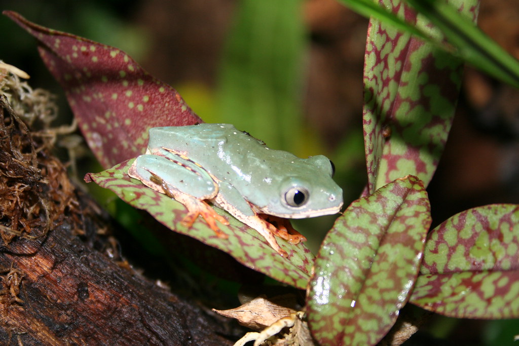Tiger-Striped Leaf Frog