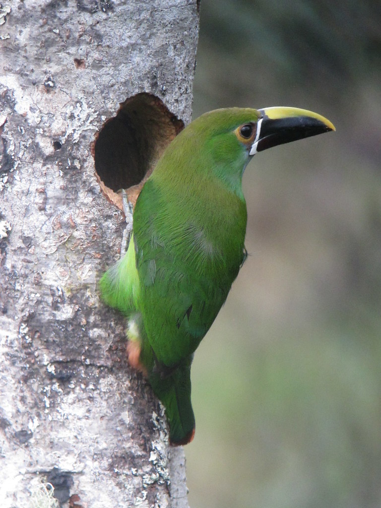 Toucanet