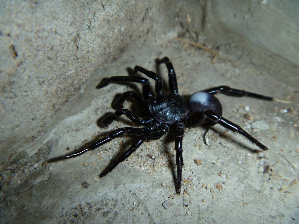 Trapdoor Spiders