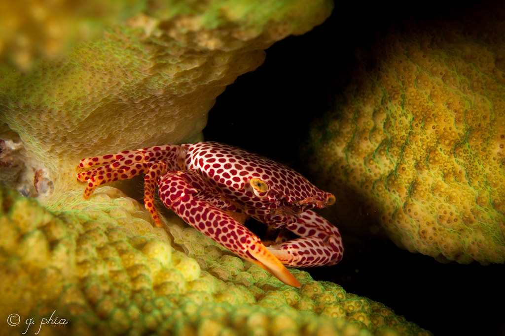 Trapezia Crab (Guard Crabs)