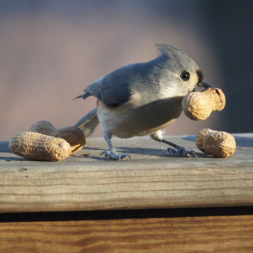Tufted Titmouse
