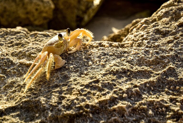 10 Amazing Types of Crabs in the Gulf of Mexico You Need to Know