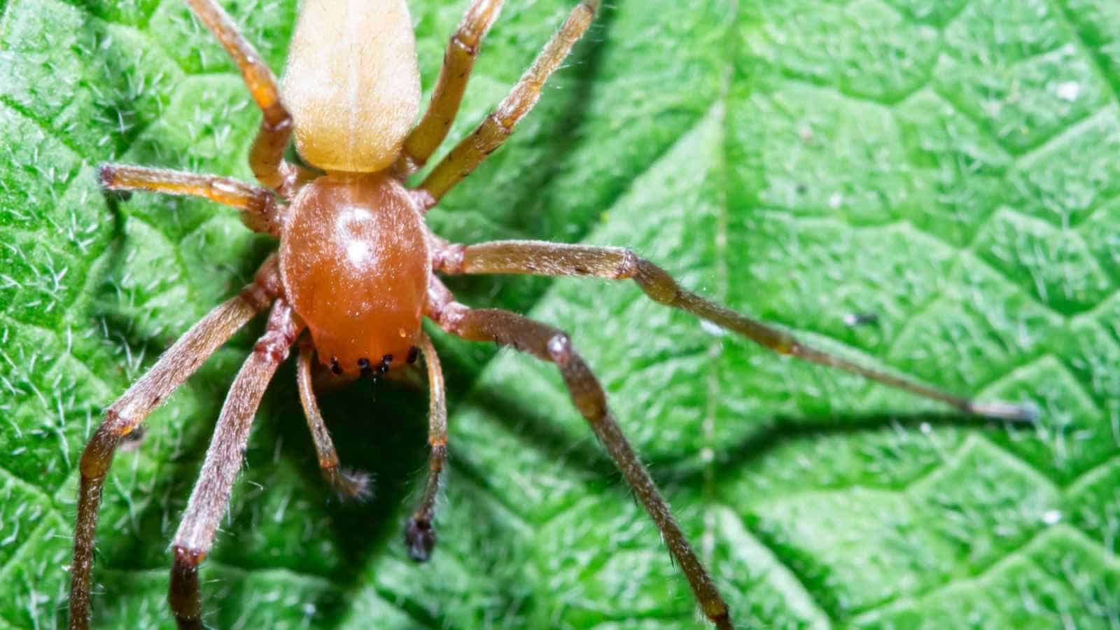 types of sac spiders
