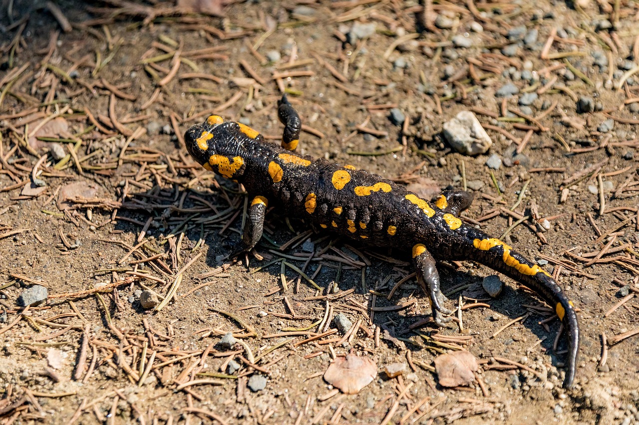 Types of Salamanders in Colorado