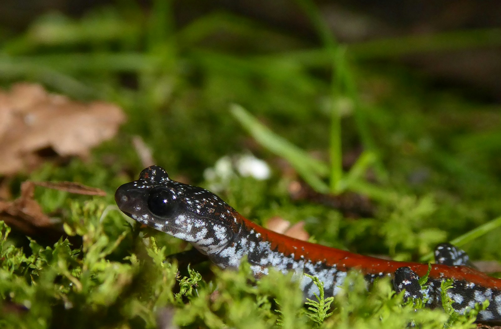 Types of Salamanders in Washington