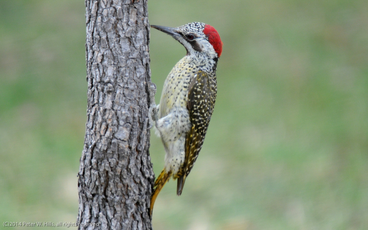 types of woodpeckers in africa