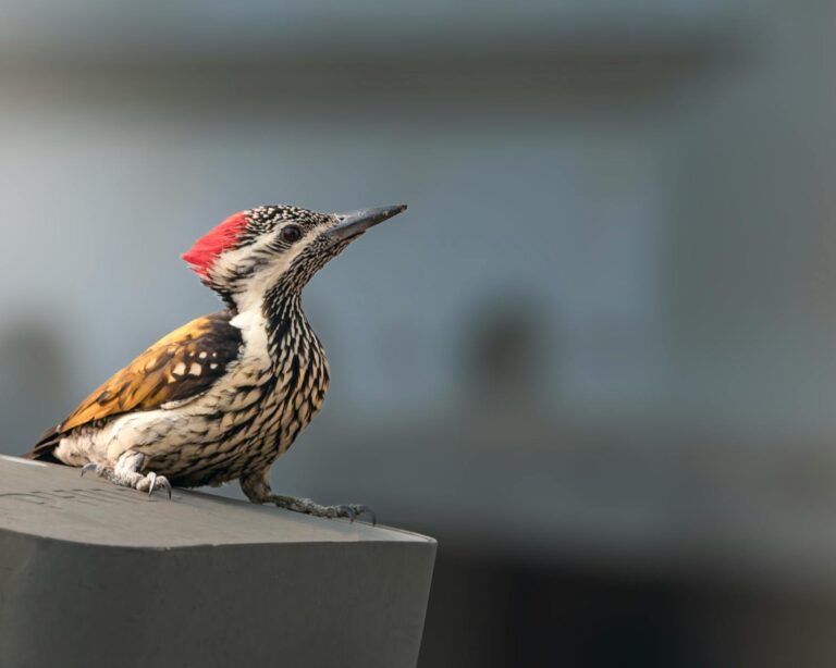 How to Identify Types of Woodpeckers in British Columbia: A Birdwatcher’s Field Guide