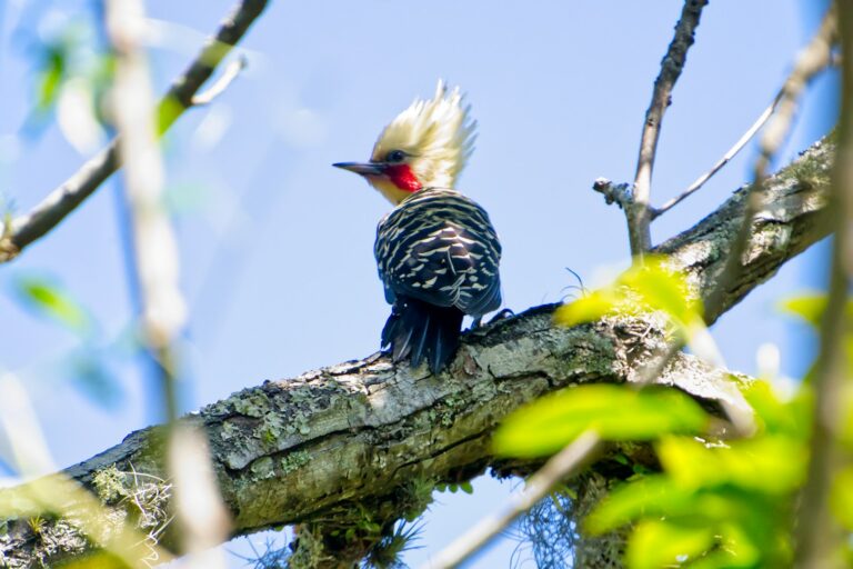 How to Identify Types of Woodpeckers in Virginia: Complete Field Guide
