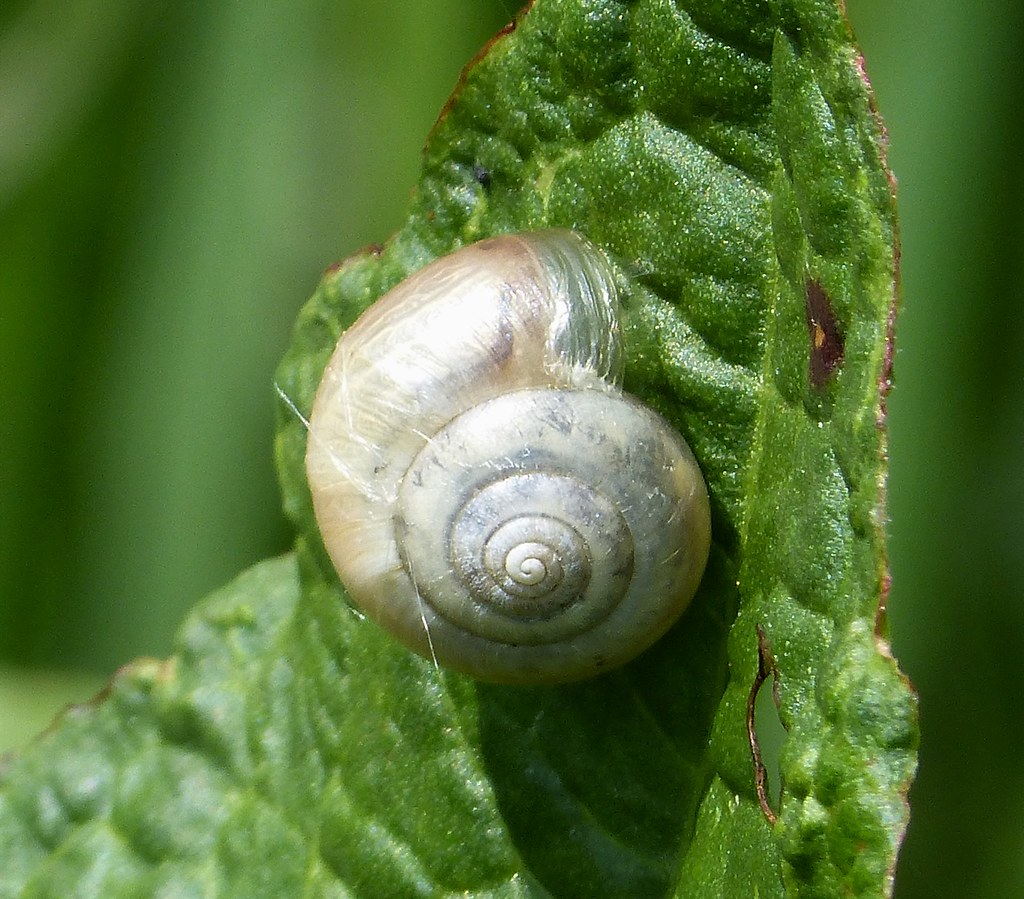Vallonia snails (Vallonia spp.)