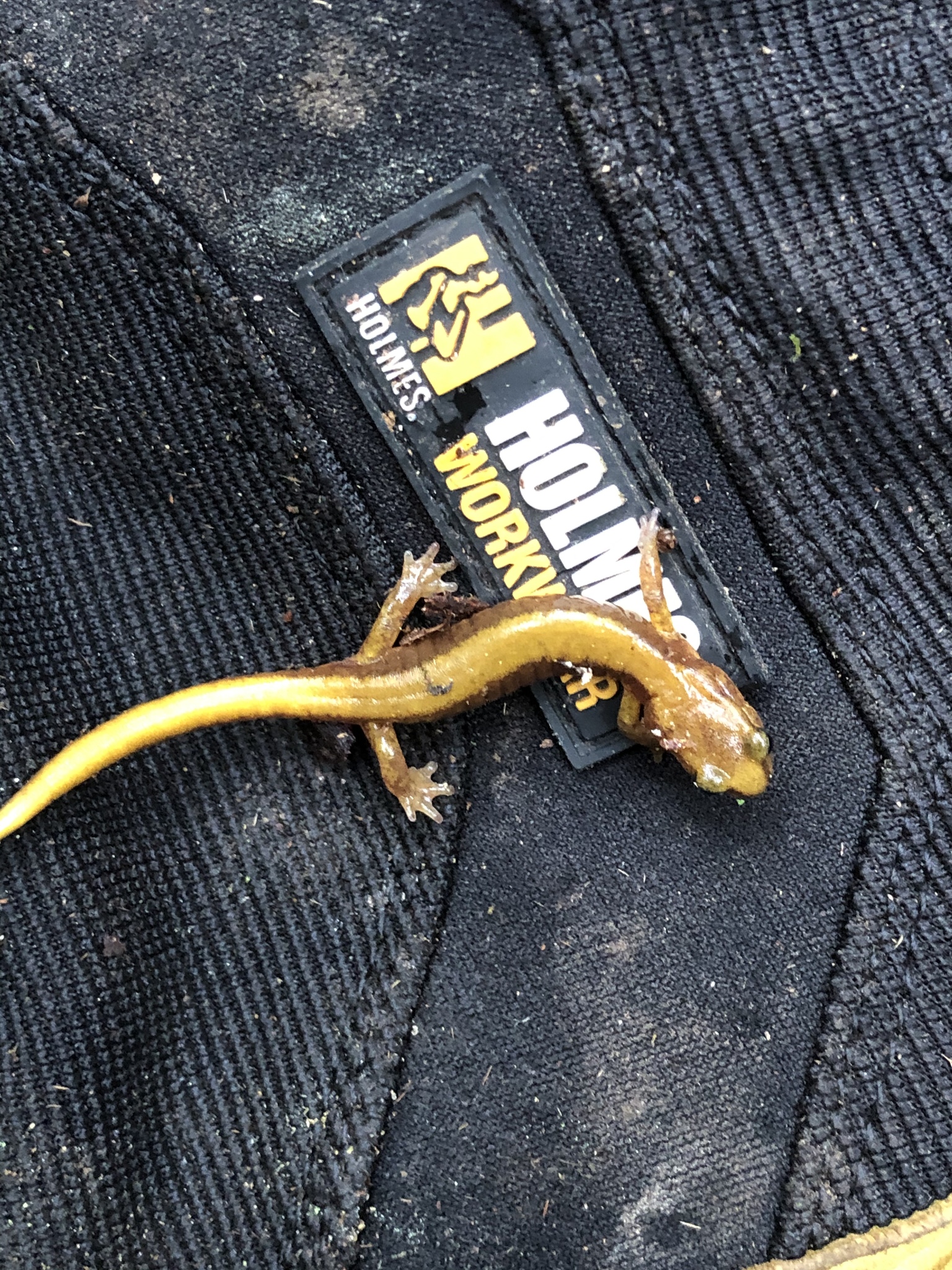 Van Dyke's Salamander