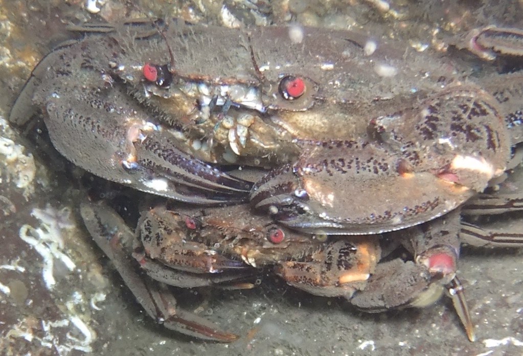 Velvet Swimming Crab