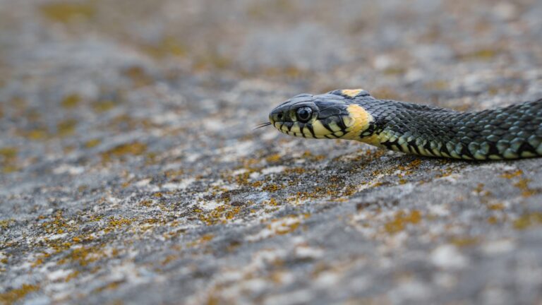 8 Venomous Animals in Europe That Actually Pose Real Threats