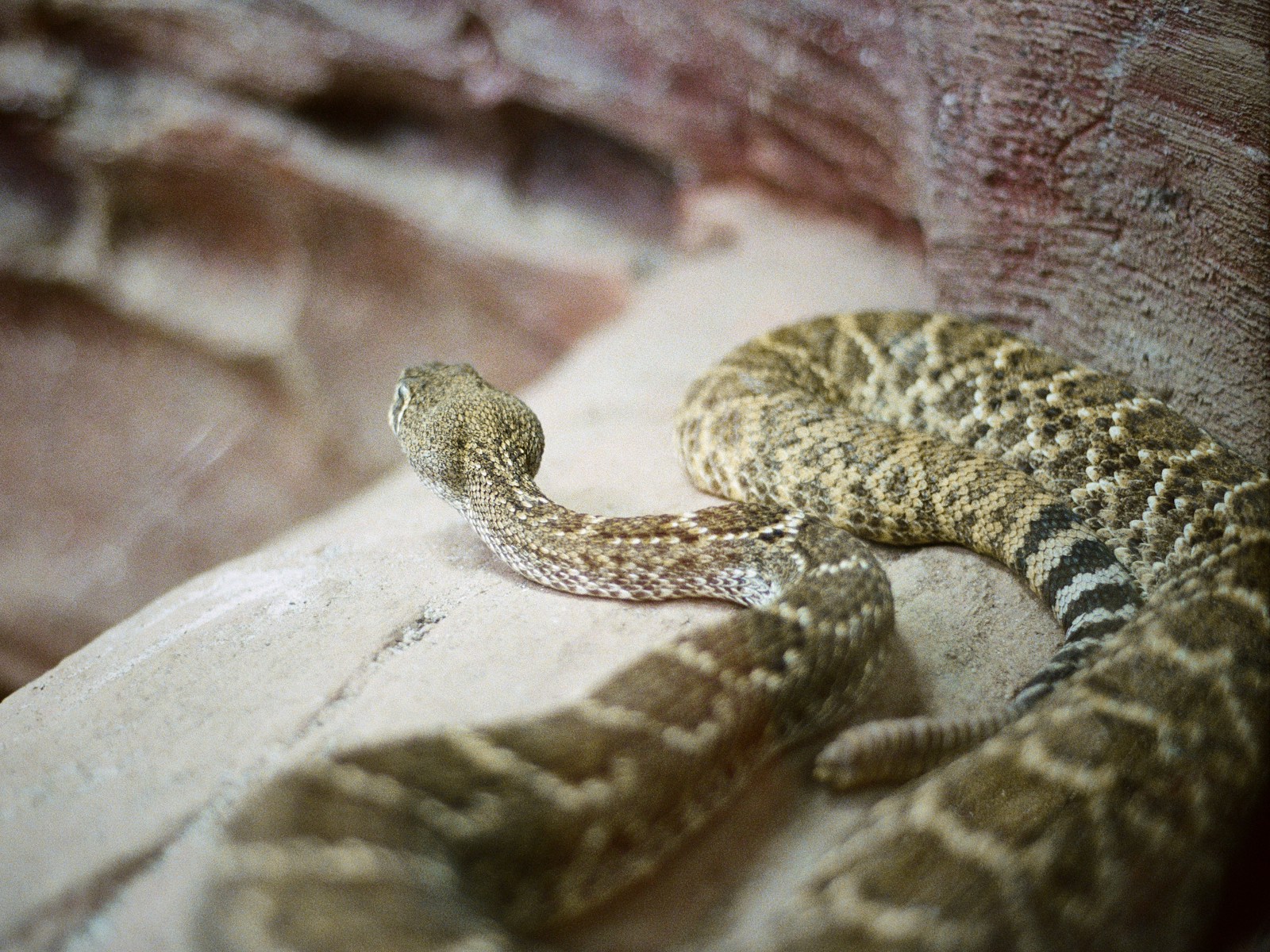 Venomous Animals in Oklahoma