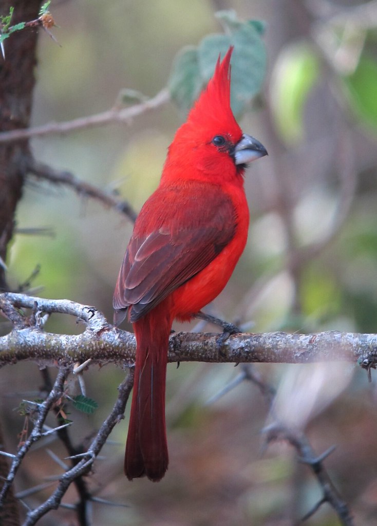 Vermilion Cardinal