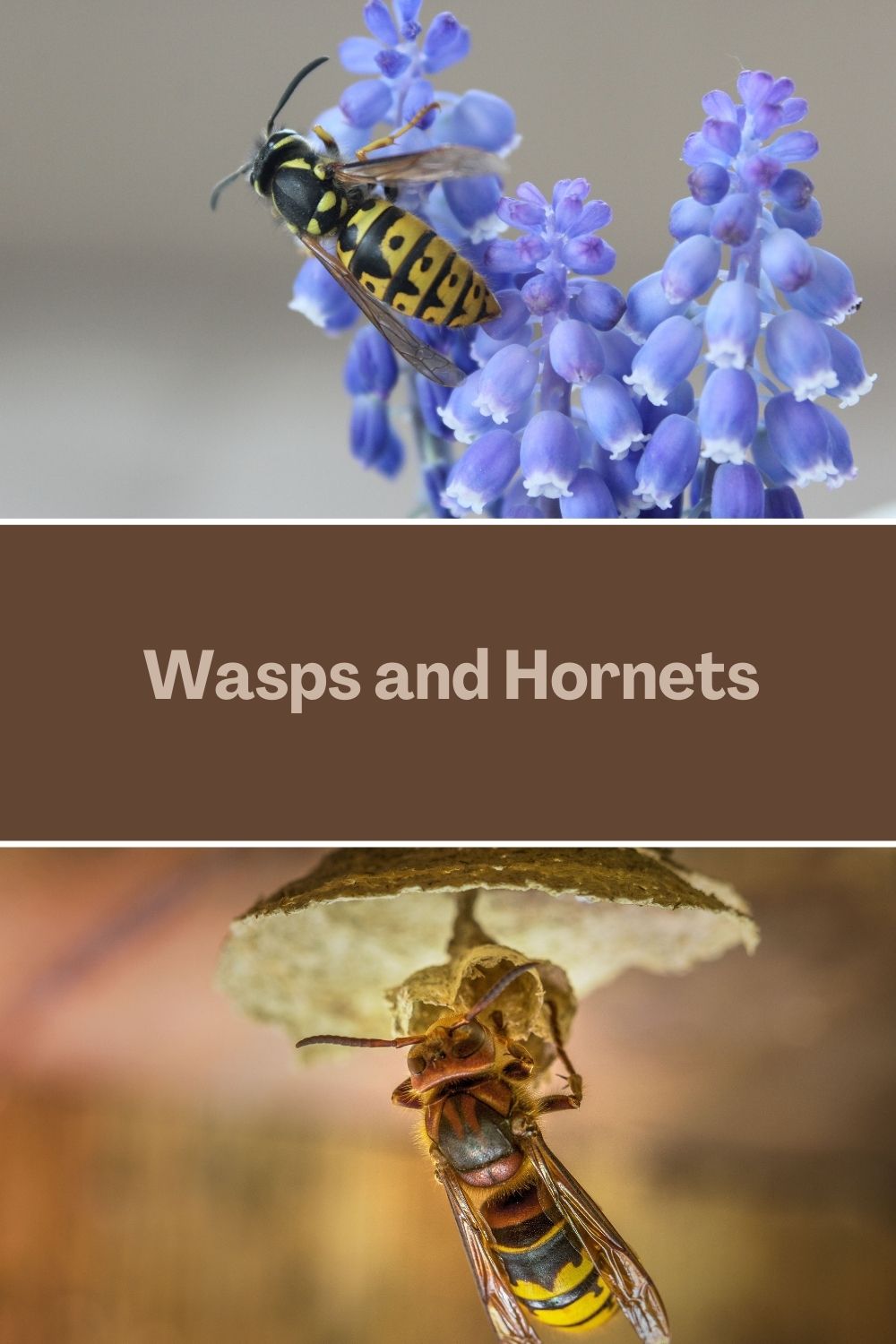 wasps and hornets