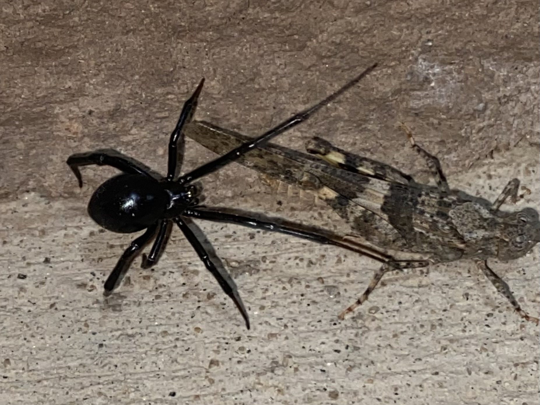Western Black Widow (Latrodectus hesperus)