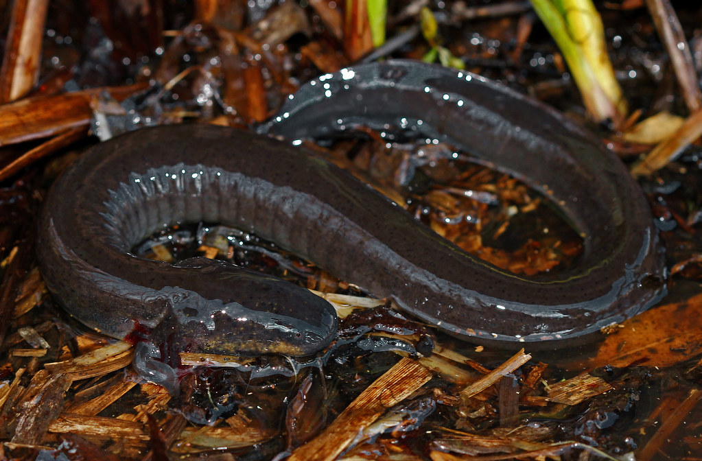 Western Lesser Siren