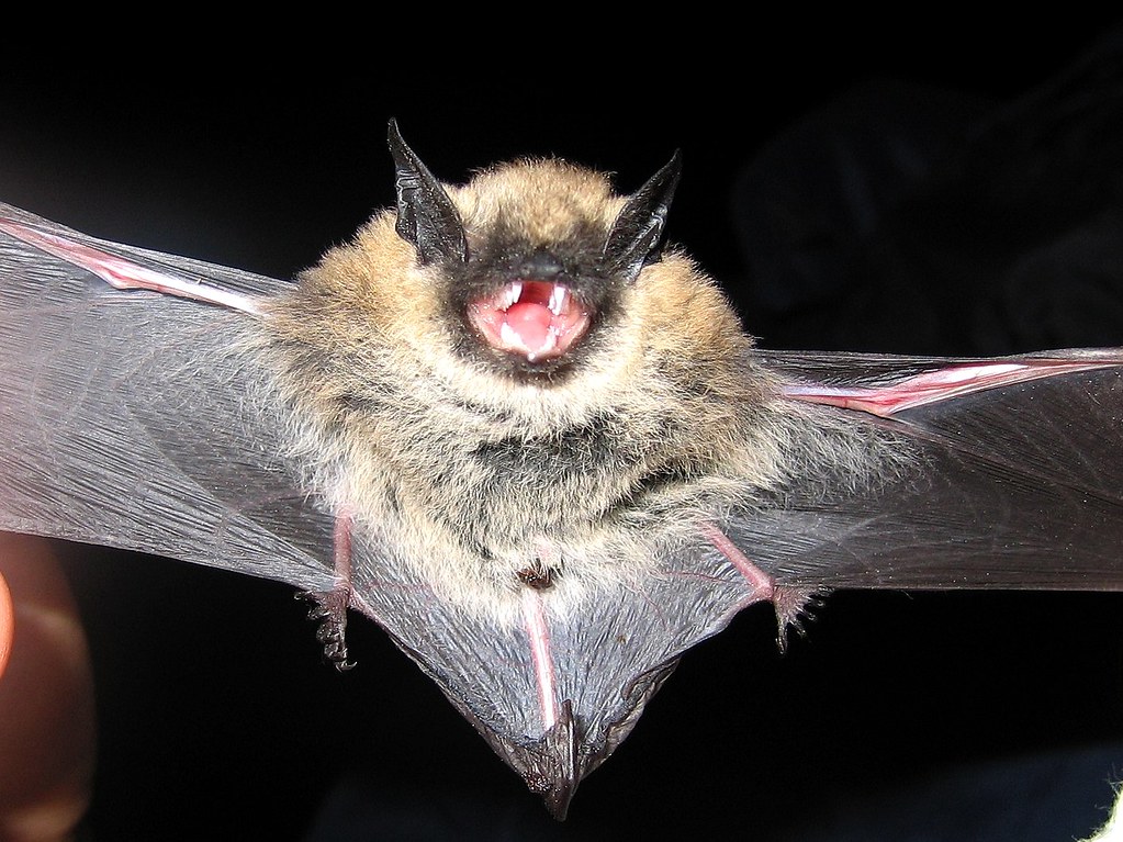 Western Small-footed Bat