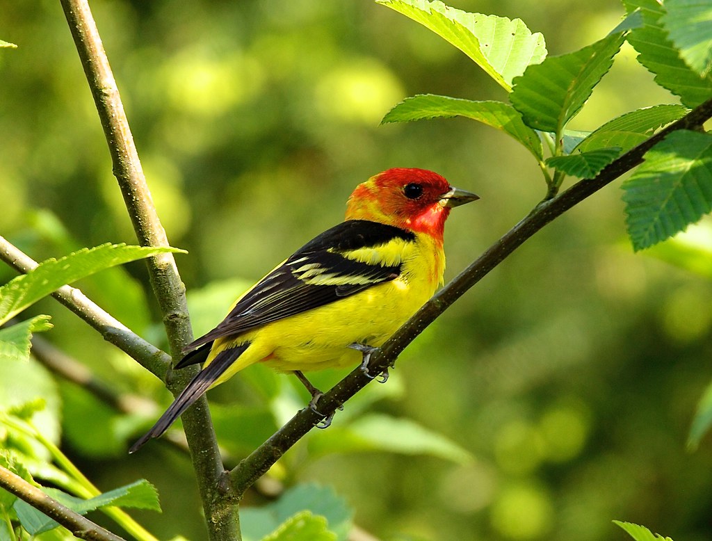 Western Tanager Male