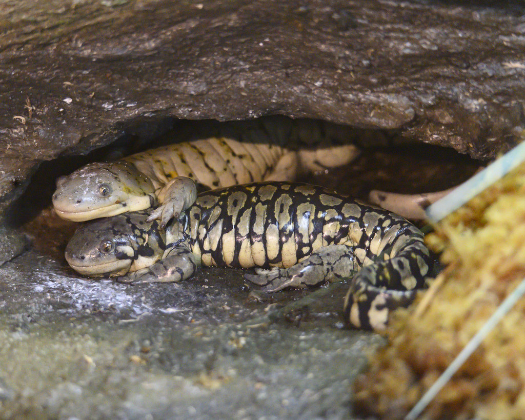 Western Tiger Salamander