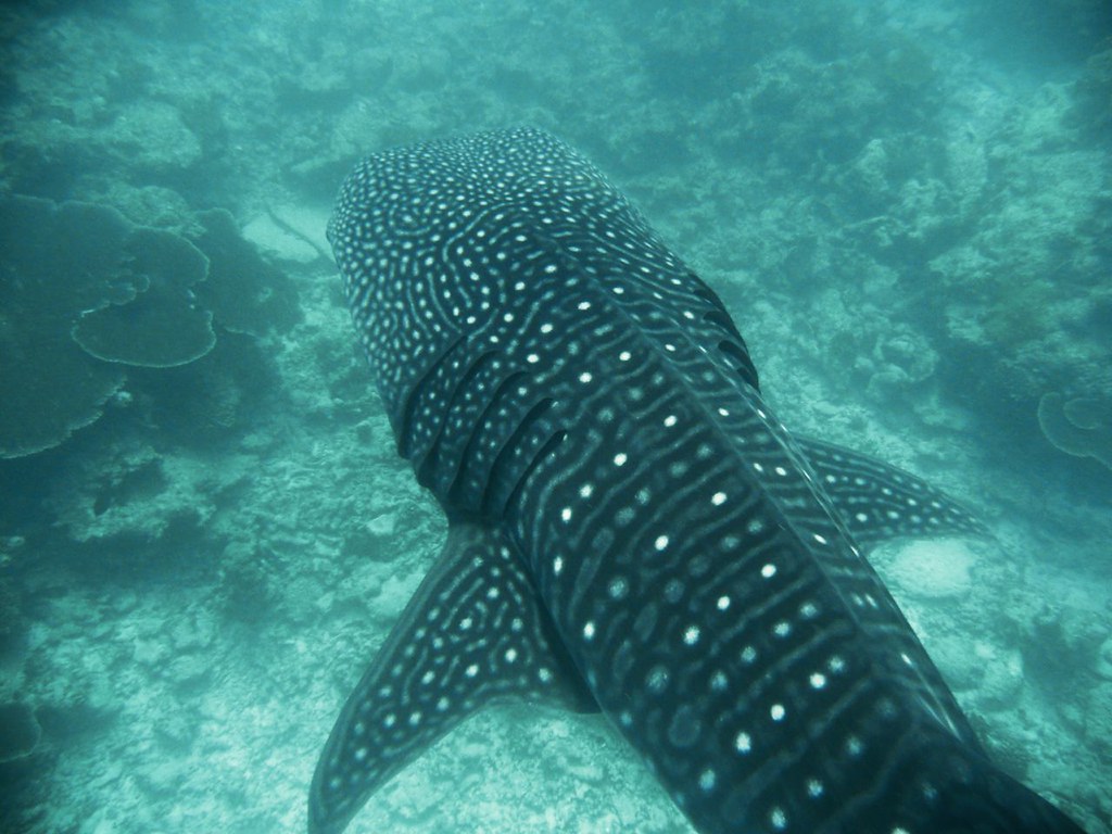 Whale Shark